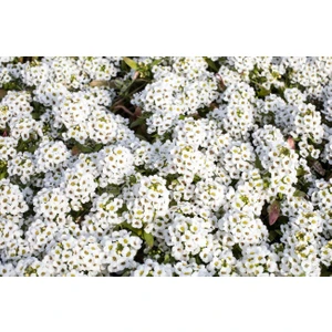 Alyssum Maritimum Alisyum Kraliyet Halısı Çiçek Tohumu +-50 Adet