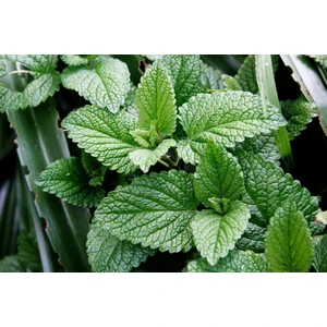 Spearmint Kıvırcık Nane Tohumu Paket +-200 Adet