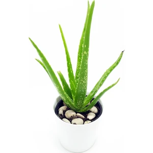 Aloevera Canlı Seramik Saksı Çiçeği