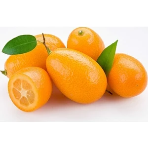 Marketim Kamkat Nagami 3.5 Yaş (Torbalı 50 Cm Üzeri) Bol Meyveli