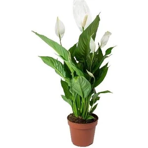 Bercestepeyzaj Barış Çiçeği - Spathiphyllum
