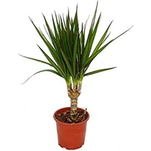Bercestepeyzaj Dracaena Marginata