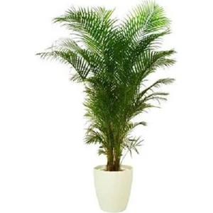 Bercestepeyzaj Areka Bitkisi (Palmiye Areca 130 Cm - Salon Palmiyesi)