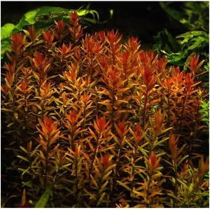 Rotala Indica Saksı Canlı Bitki