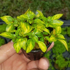 Ludwigia Atlantis Saksı Bitki