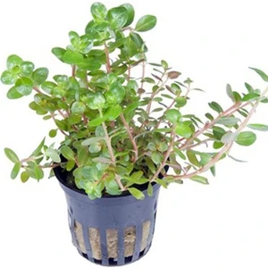 Rotala Rotundifolia Saksı Canlı Bitki