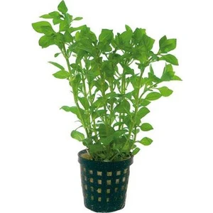 Ludwigia Palustris Green Saksı Canlı Bitki