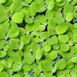 Pistia Stratiotes Su Üstü Canlı Bitki 10 Adet