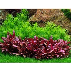 Alternanthera Reineckii Mini 4-5 Kök Saksı Canlı Bitki