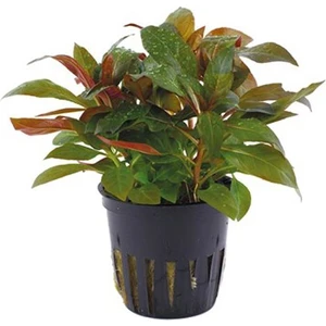 Ludwigia Glandulosa Saksı Canlı Bitki