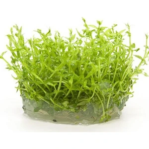 Gratiola Viscidula In Vitro Cup Canlı Bitki
