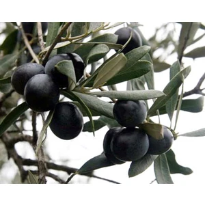 Fidandiyarı Tüplü Gemlik(Trilye) Zeytin Fidanı (50-80 Cm)