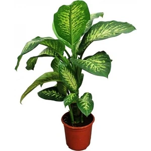 Bercestepeyzaj - Difenbahya - Dieffenbachia Çiçeği - Ev - Ofis - Salon Bitkisi