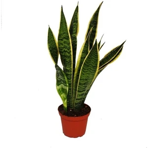 Bercestepeyzaj - Sansevieria Trifasciata (Paşa Kılıcı, Peygamber Kılıcı) - Ev Ofis Salon Bitkisi
