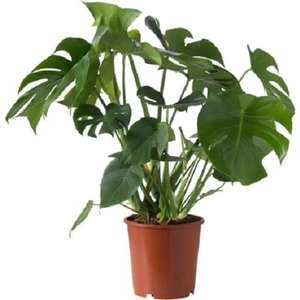 Bercestepeyzaj - Deve Tabanı Monstera Bitkisi 60 Cm Salon & Ofis & Ev Bitkisi
