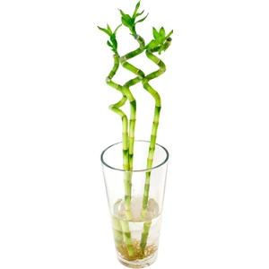 Bercestepeyzaj - Feng Shui Şans Bambu Lucky Bamboo 60 Cm Pozitif Enerji