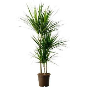 Berceste Peyzaj - Marginata Bitkisi 3 Gövdeli, Ev, Ofis, Salon Bitkisi