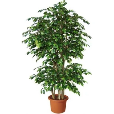 Bercestepeyzaj - Benjamin - Ficus Benjamina 120 Cm - Hava Temizleyici Ev - Ofis - Salon