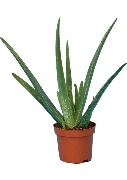 Aloe Vera Barbadensis Miller Büyük Boy, Saksıda