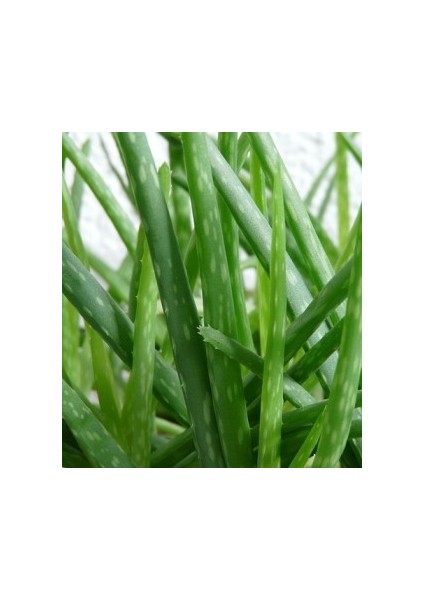 Aloe Vera Barbadensis Miller Büyük Boy, Saksıda fiyatları