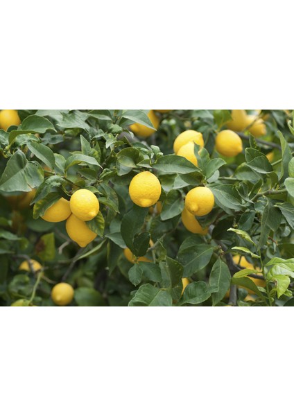 Yediveren Limon Fidanı +3 Yaş, Saksıda