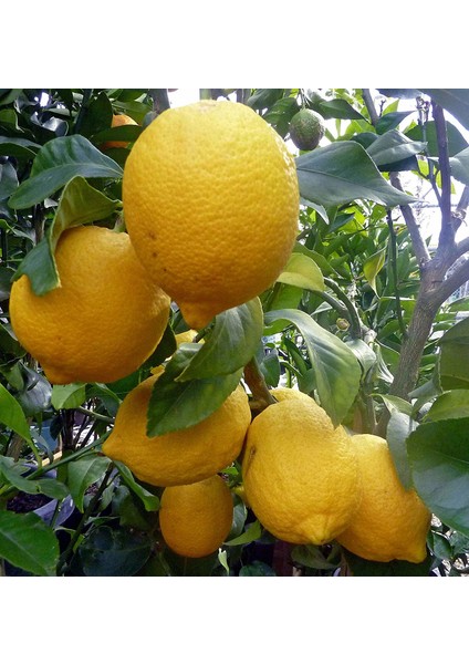 Yediveren Limon Fidanı +3 Yaş, Saksıda fiyatları