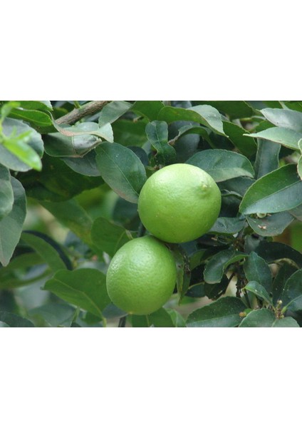Tahiti Lime Limonu Fidanı, Saksıda