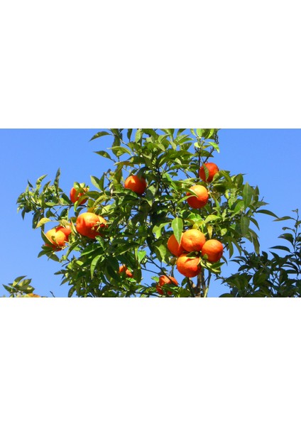 Bodrum Mandalina Fidanı, Saksıda