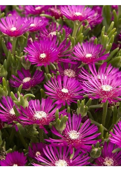 , Mesembryanthemum Roseum Acem Halısı,Saksıda