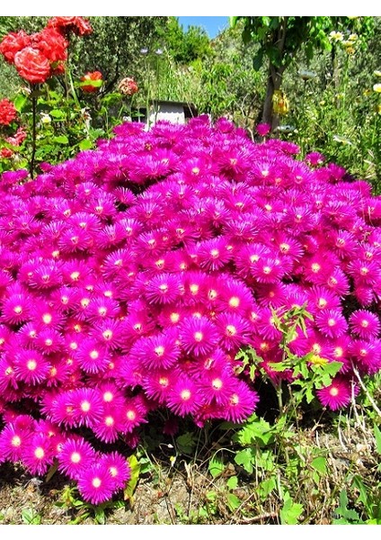 , Mesembryanthemum Roseum Acem Halısı,Saksıda