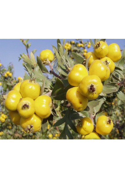 Sarı Alıç Fidanı +3 Yaş, Saksıda