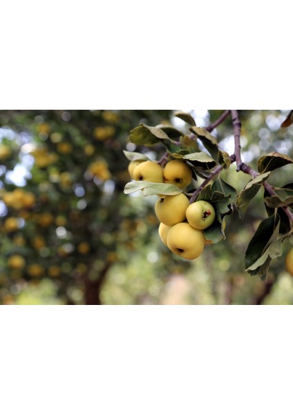 Sarı Alıç Fidanı +3 Yaş, Saksıda fiyatları