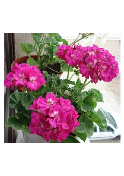 , Pelargonium Sardunya Çiçeği, Saksıda