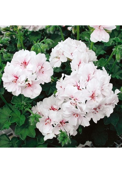 , Pelargonium peltatum Sakız Sardunya, Saksıda