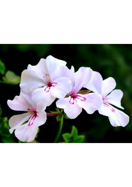 , Pelargonium peltatum Sakız Sardunya, Saksıda fiyatları