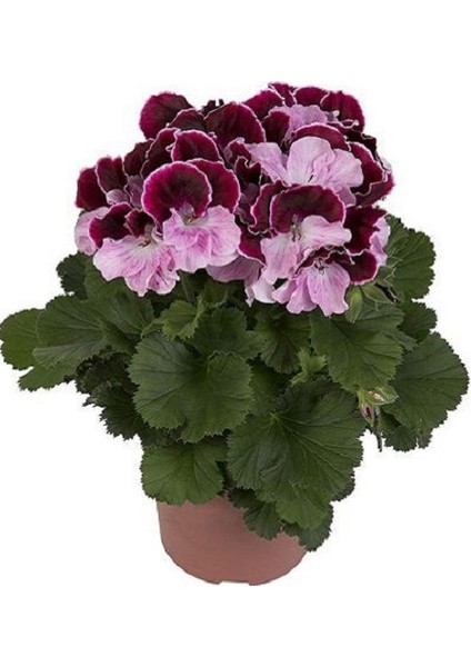 , Pelargonium Domesticum Ceylan Gözü, Saksıda