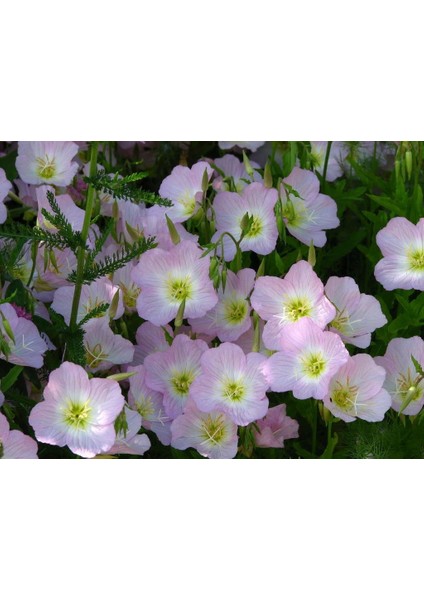 Pembe Ezan Çiçeği Çiçek Tohumu +-50 Adet