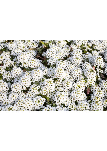 Alyssum Maritimum Alisyum Kraliyet Halısı Çiçek Tohumu +-50 Adet