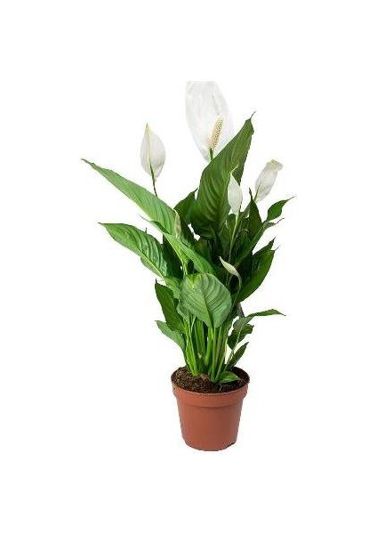 Bercestepeyzaj Barış Çiçeği - Spathiphyllum