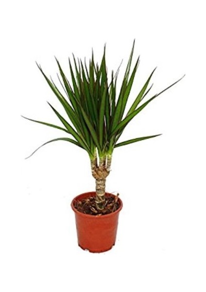 Bercestepeyzaj Dracaena Marginata