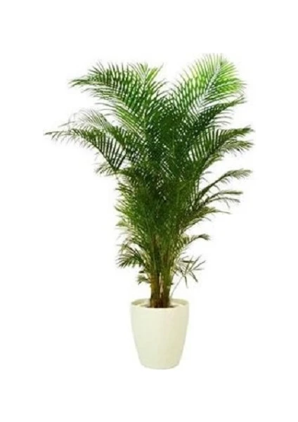 Bercestepeyzaj Areka Bitkisi (Palmiye Areca 130 Cm - Salon Palmiyesi) - Saksılı