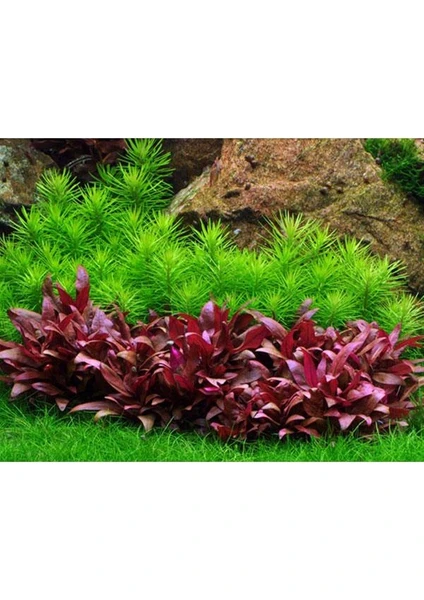 Alternanthera Reineckii Mini 4-5 Kök Saksı Canlı Bitki