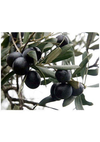 Fidandiyarı Tüplü Gemlik(Trilye) Zeytin Fidanı (50-80 Cm)