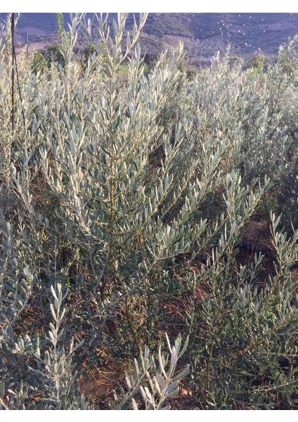 Fidandiyarı Tüplü Gemlik(Trilye) Zeytin Fidanı (50-80 Cm)