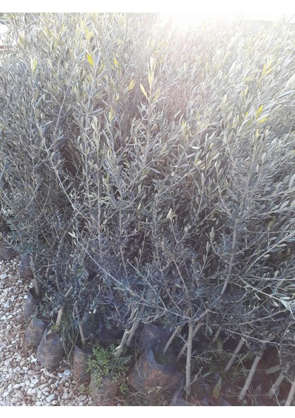 Fidandiyarı Tüplü Gemlik(Trilye) Zeytin Fidanı (50-80 Cm)