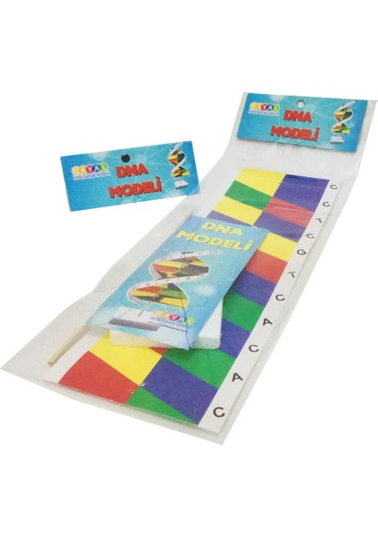 Dna Modeli Yapım Seti