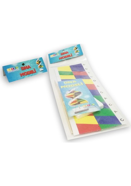 Dna Modeli Yapım Seti