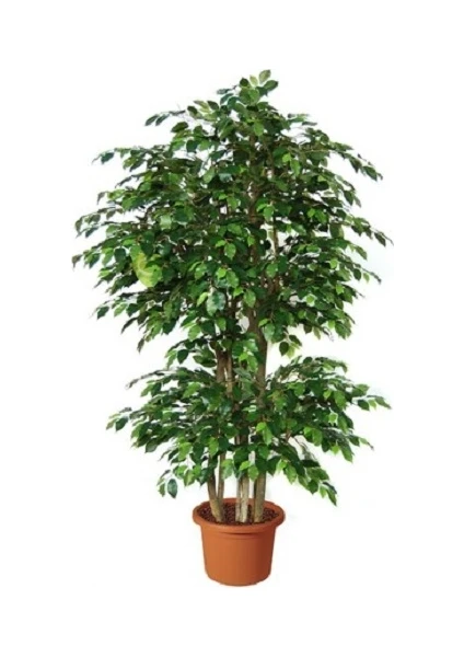 Bercestepeyzaj - Benjamin - Ficus Benjamina 120 Cm - Hava Temizleyici Ev - Ofis - Salon Bitkisi