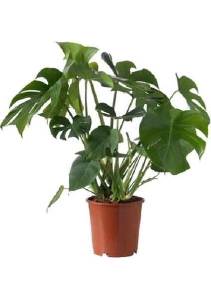 Bercestepeyzaj - Deve Tabanı Monstera Bitkisi 60 Cm Salon & Ofis & Ev Bitkisi