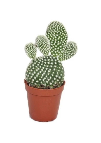 Bercestepeyzaj - Tavşan Kaktüs Cactus Beyaz Dikenli Opuntia Microdays Albata 5,5 Cm Saksıda, Kaktüs, Cactus, Teraryum, Succulent